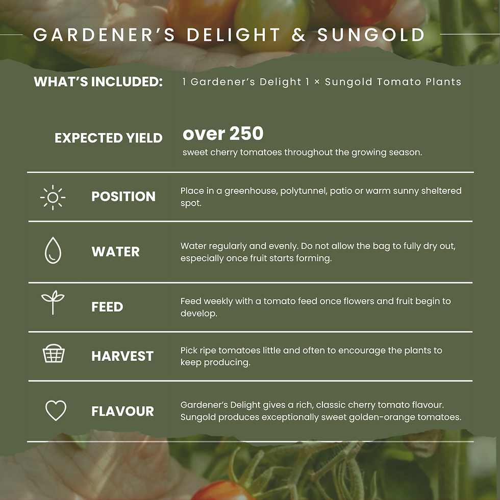 Thumbnail: Gardeners Delight & Sungold Tomato Grow Bag