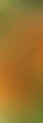 Sungold