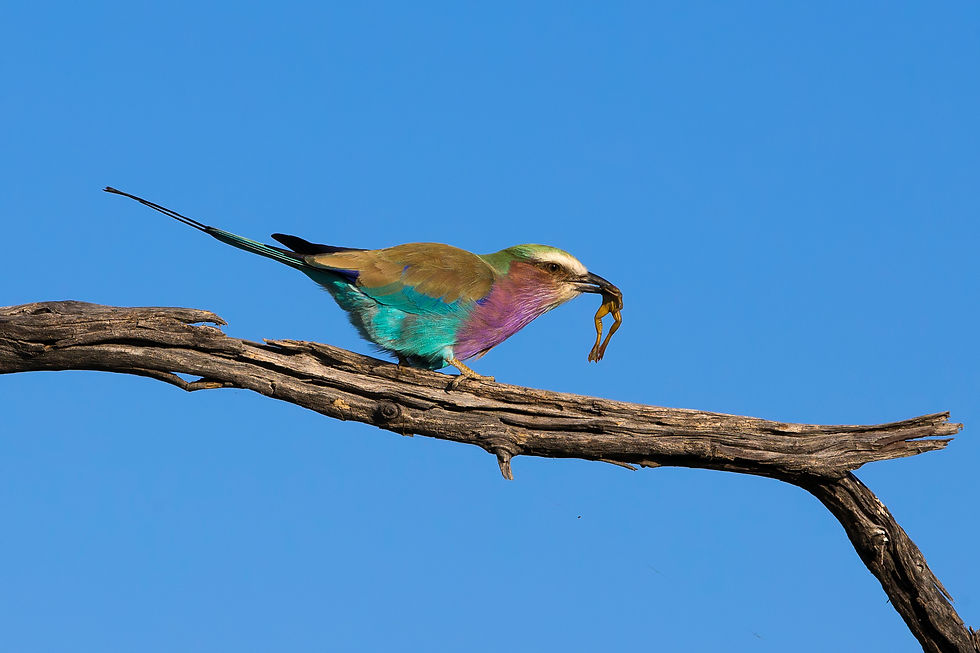 Lilac Breasted Roller in the Okavango Delta, Botswana