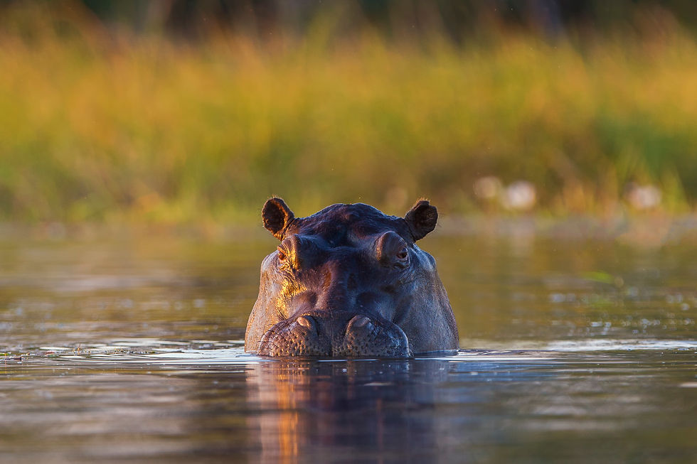 Hippo in the Okavango Delta, Botswana