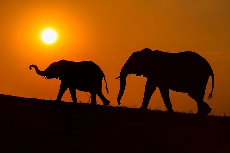 Elephant silhouettes at sunset in Chobe National Park, Botswana