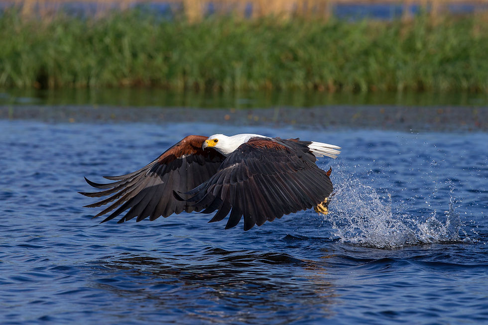African Fish Eagle in Chobe National Park, Botswana