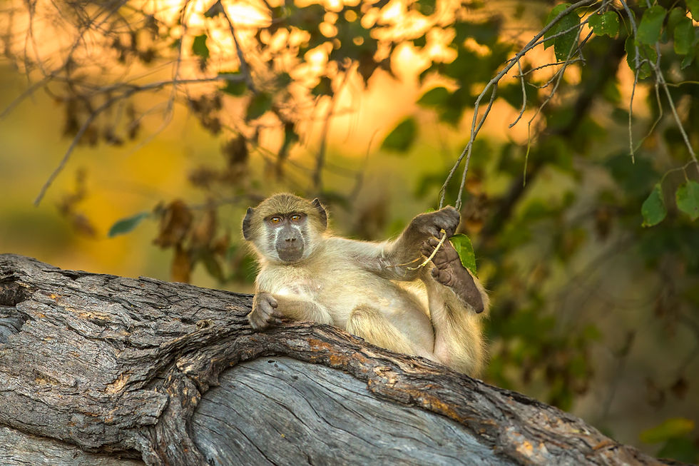 Baboon in the Okavango Delta, Botswana