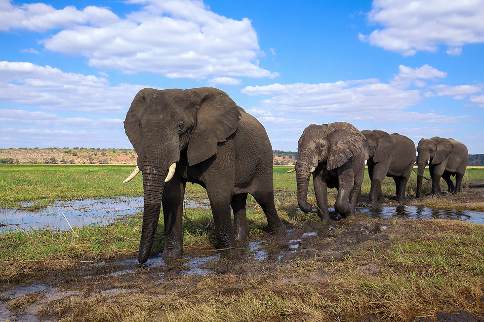 Elephant herd in Chobe National Park, Botswana
