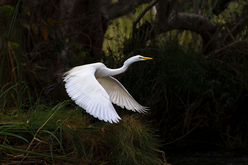 Great Egret in Chobe National Park, Botswana