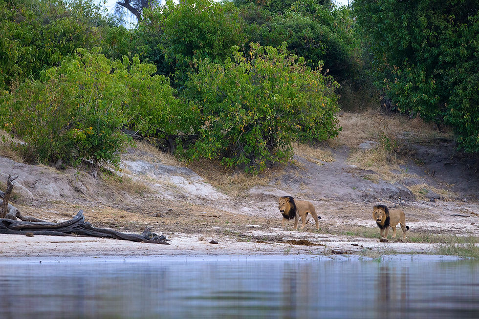 Male Lions in Chobe National Park, Botswana