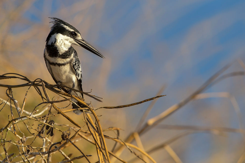 A Pied Kingfisher in Chobe National Park, Botswana