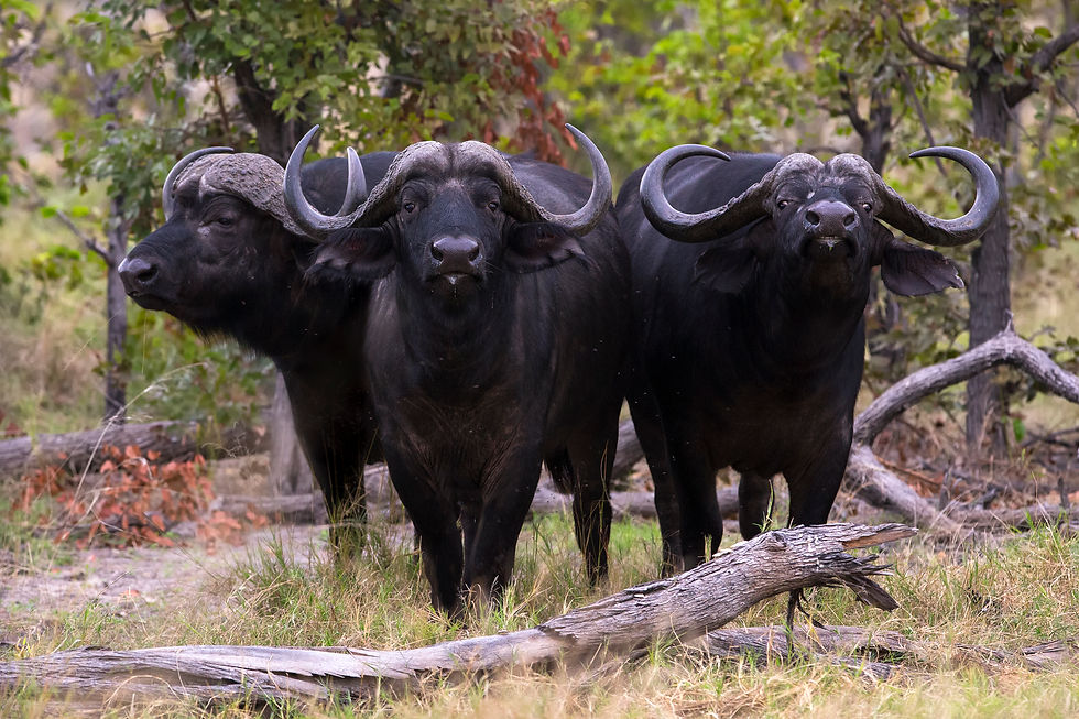 Cape Buffalo in the Okavango Delta, Botswana