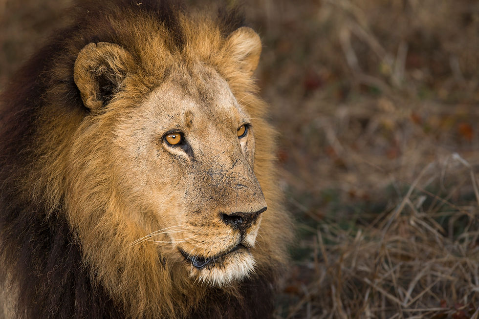 A male Lion in the Okavango Delta , Botswana