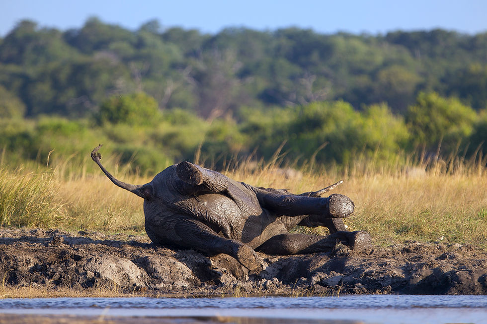 Elephant having a mud bath in Chobe National Park, Botswana
