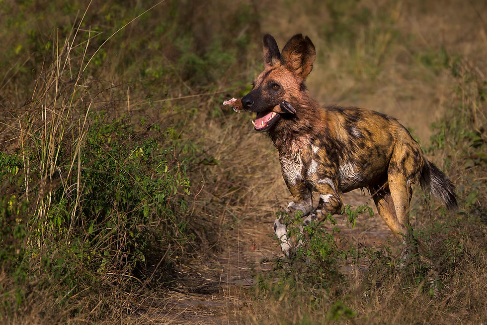 Wild Dog in the Okavango Delta, Botswana