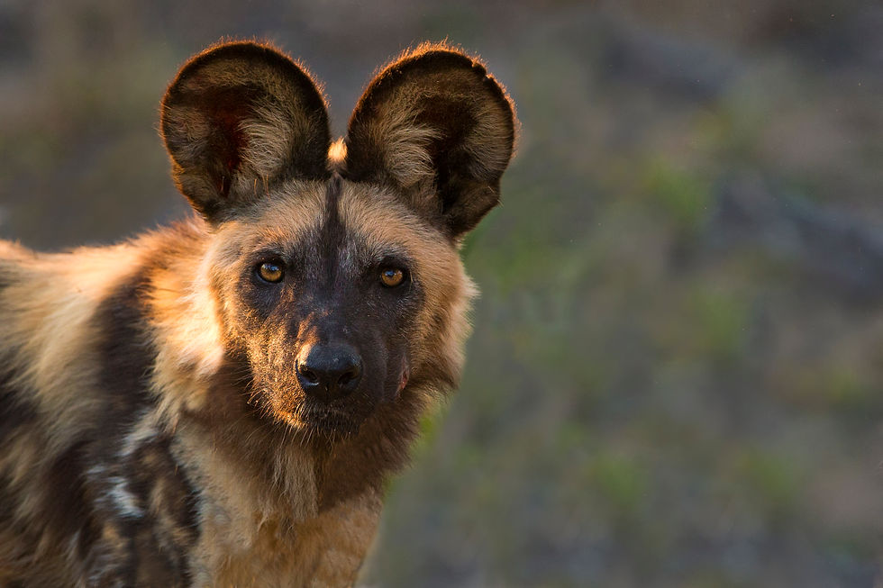 Wild Dog in the Okavango Delta, Botswana