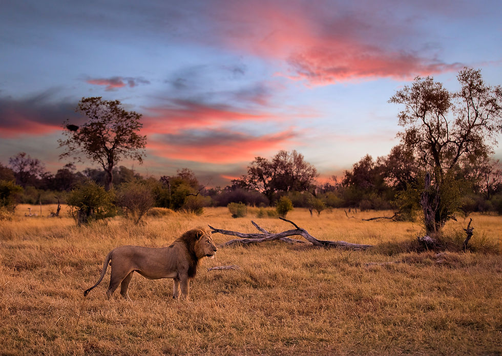 Okavango Lion