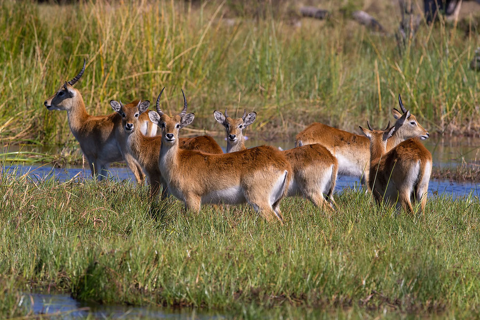 Red Lechwe in the Okavango Delta, Botswana