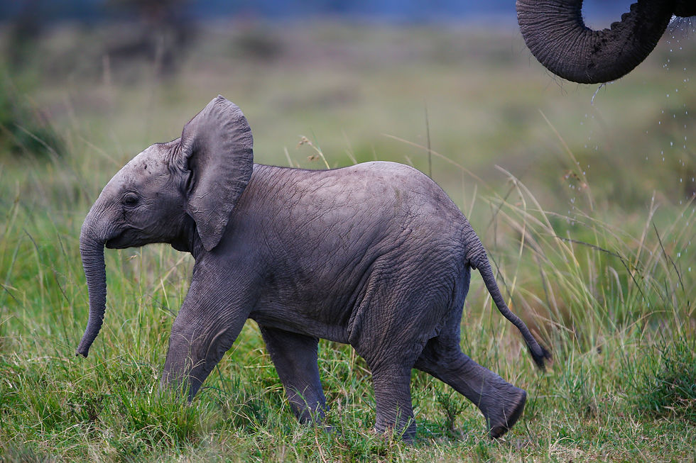 A baby elephant in Masai Mara, Kenya