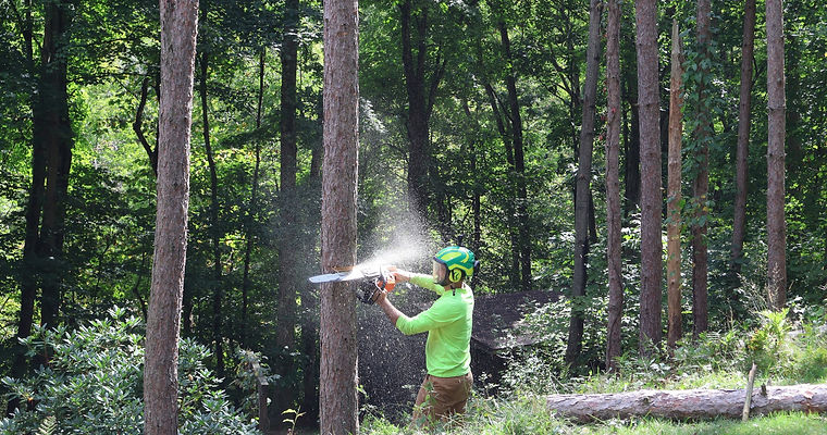 Jake and tree spray.jpg