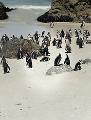 Boulders Beach Penguins 2