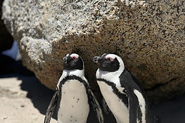 Boulders Beach Penguins 1