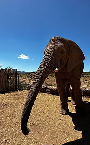 Addo Elephant Park