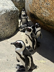 Boulders Beach Penguins 3