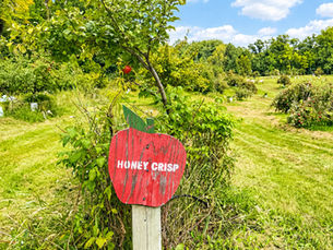 The Best Apple Orchards in Minnesota for Fall Fun (2026 Guide)