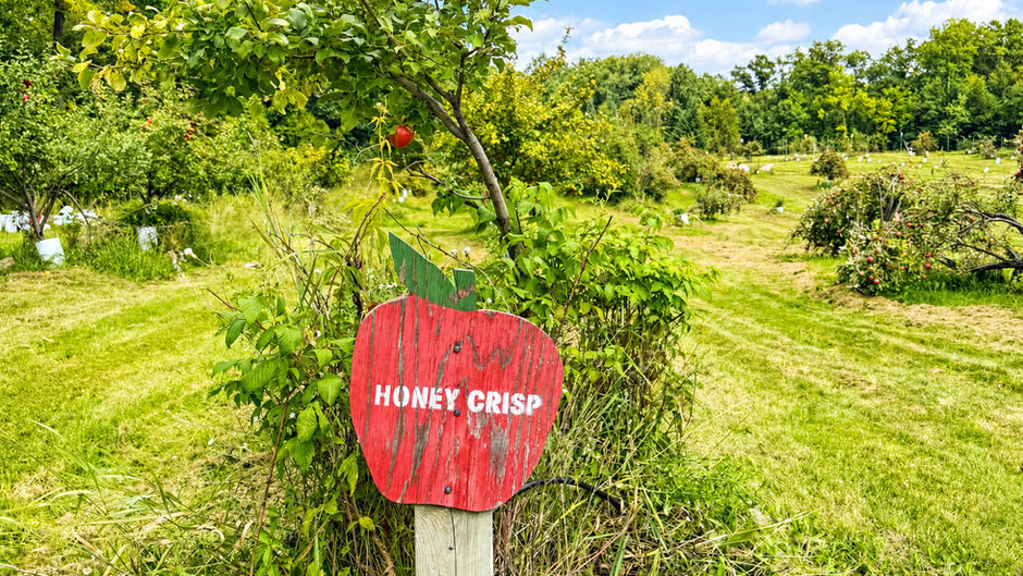 The Best Apple Orchards in Minnesota for Fall Fun (2026 Guide)