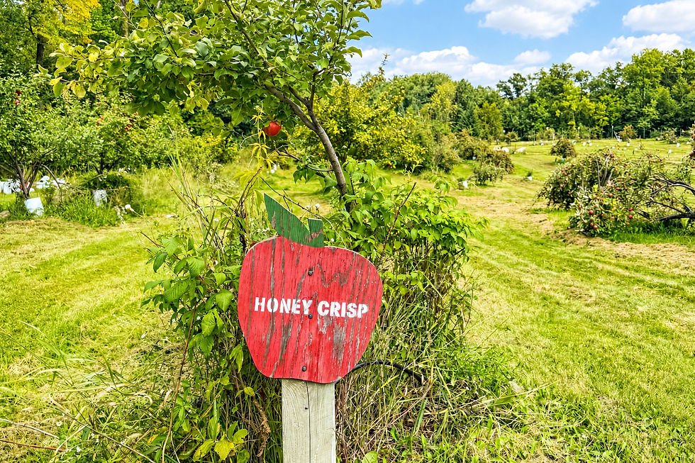 The Best Apple Orchards in Minnesota for Fall Fun (2026 Guide)