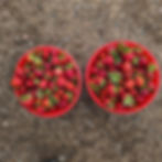 ree