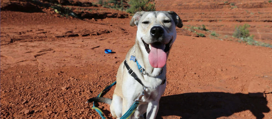 Top Pet-Friendly Destinations for Travelers with Dogs