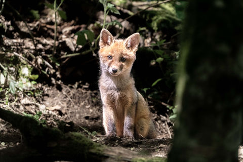 FOXES
