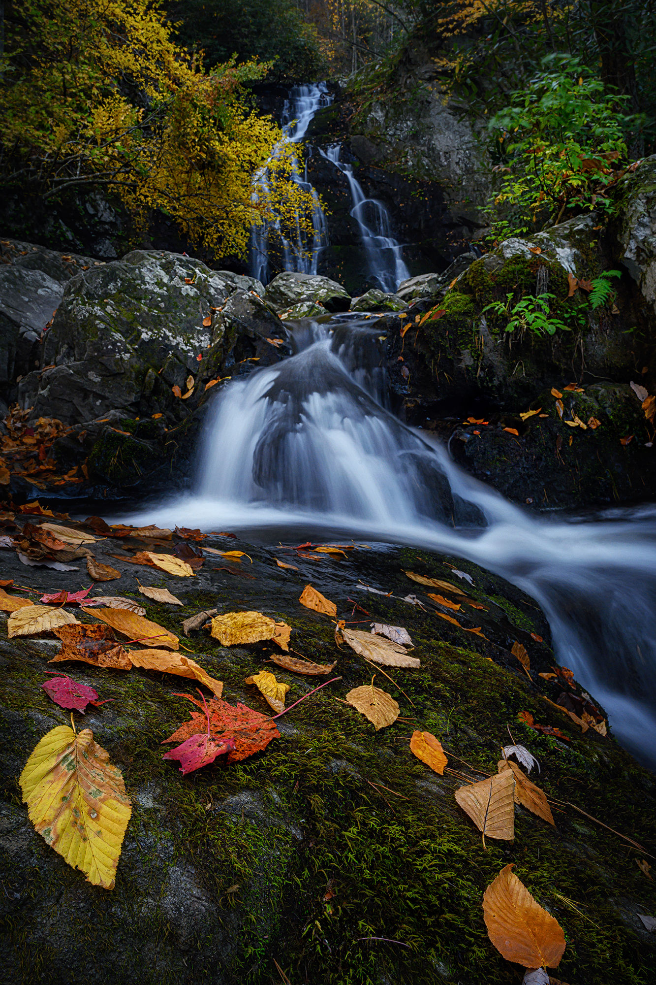 Smoky Mountain Flowers & Falls