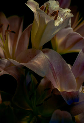 a close up of a bunch of flowers on a bl