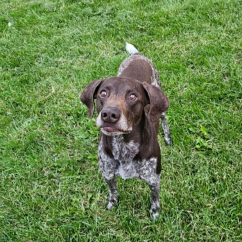 Picture of Rocky, the Sire of our litters