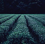 Plantación de té