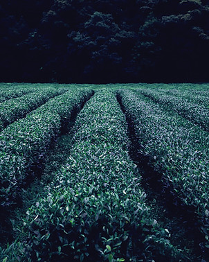 Tea Plantation