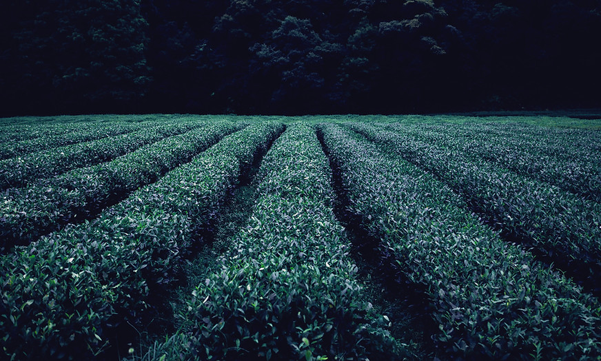 Tea Plantation