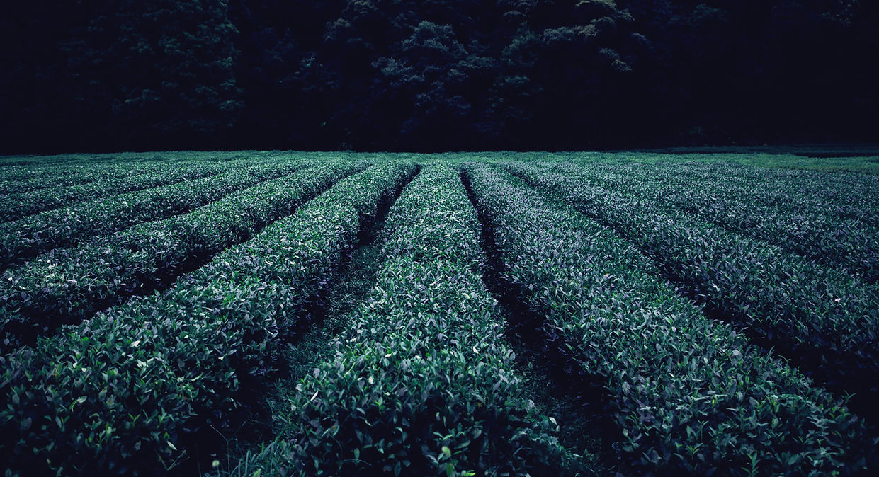 Tee Plantage