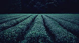 Tea Plantation