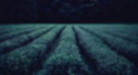 Tea Plantation