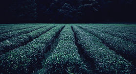 Plantación de té