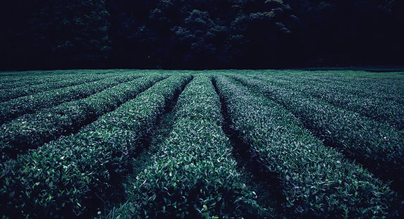 Green Tea Field
