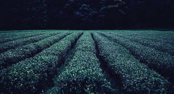 Plantation de thé