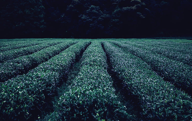 Assam Tea Garden Jorhat