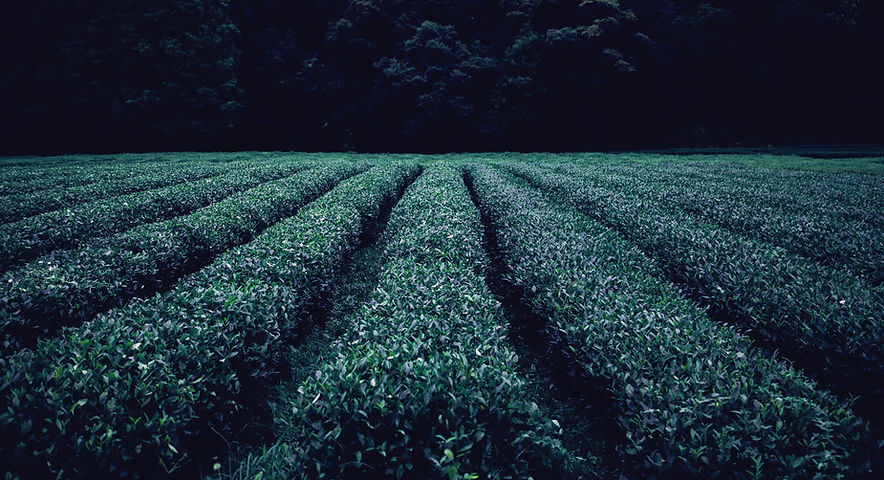Tea Plantation