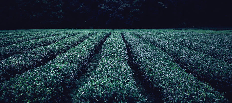 Tea Plantation