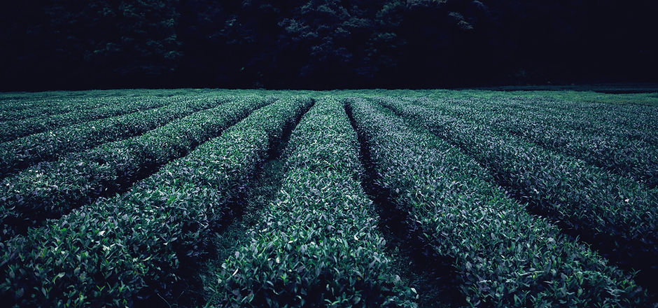 Tea Plantation