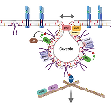 Graphical Abstract.tiff