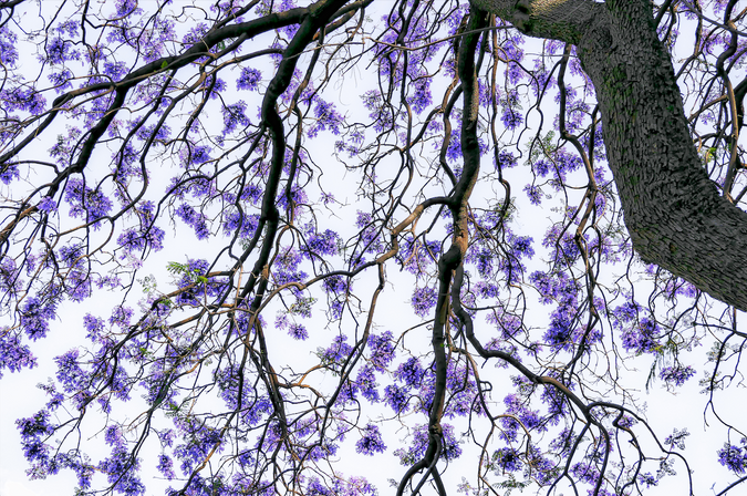 BLOSSOM NATURE Leafs Canada