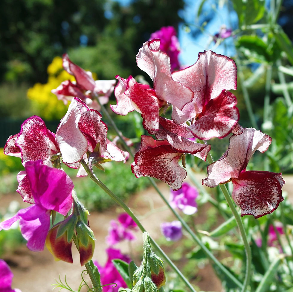 Burgundy and White variegated sweet peas.