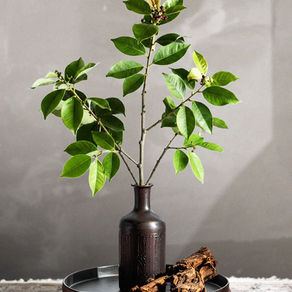 The health properties and history of Sandalwood.